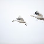 oiseaux